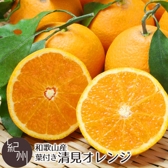 和歌山県産 清見 オレンジ