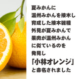 小林オレンジ