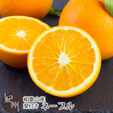 和歌山県産 ネーブルオレンジ