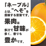 和歌山県産 ネーブルオレンジ